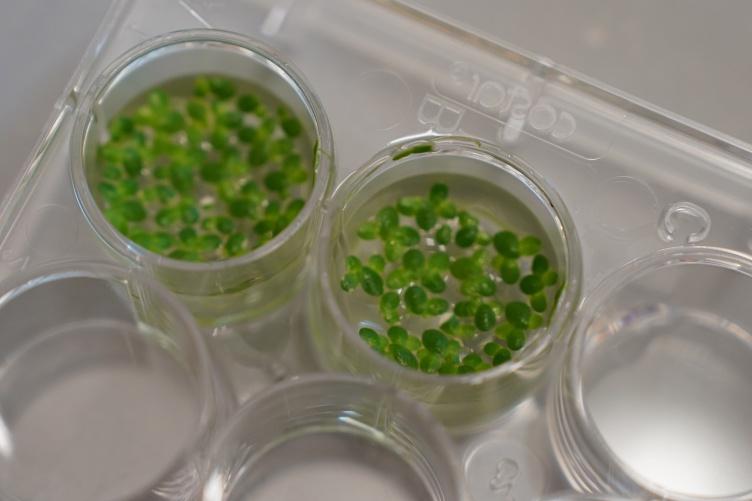 An image of a research well plate, each with a type of duckweed in each well. The well plate is translucent plastic.