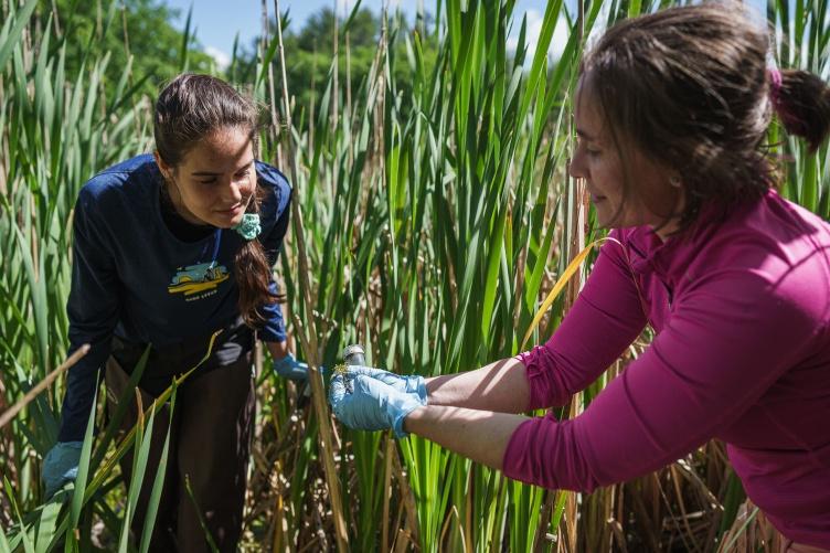 Two female researchers in a marsh looking at a sample of duckweed.