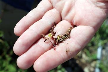 Noah Abasciano holds a hand of mature Tartary buckwheat seeds.