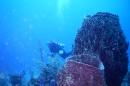 Underwater image of SCUBA diver and coral and sponges