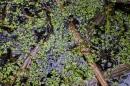 A photo of duckweed laying on top of water in a pond.